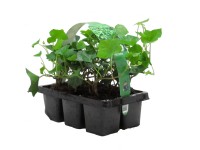 Brečtan írsky balenie 6 ks priemer kvetináča: cca 7 cm Hedera hibernica