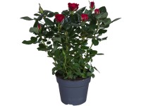 GROW by OBI Izbová ruža červená výška cca 33 - 39 cm priemer kvetináča cca 13 cm