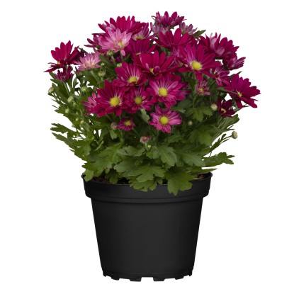 Landgard Chryzantéma indická (Chryzantéma indicum) "Swifty" 10-20cm, pr. 10,5cm