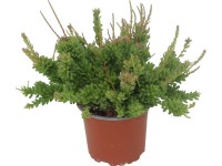 Koralový kaktus (Rhipsalis), rôzne odrody, pr. cca 6 x 10 - 15 cm