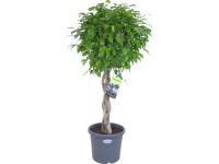 Fikus malolistý Exotica priemer kvetináča cca 27 cm