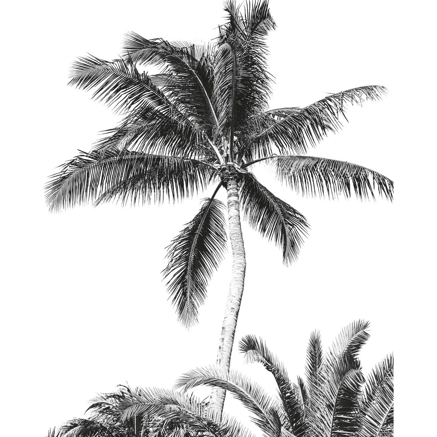 E-shop Komar Vliesová fototapeta Retro Palm 200 x 250 cm