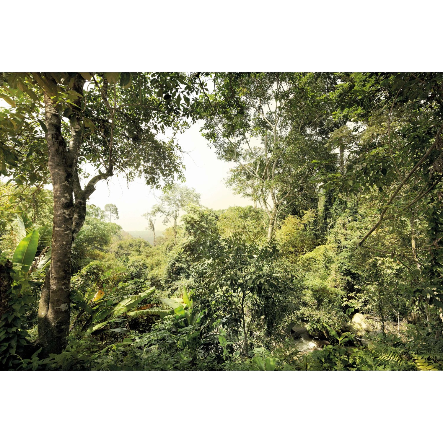 E-shop Komar Vliesová fototapeta Djungle 400 x 260 cm