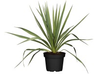 Juka vláknitá exteriérová biela priemer kvetináča cca 17 cm Yucca filamentosa