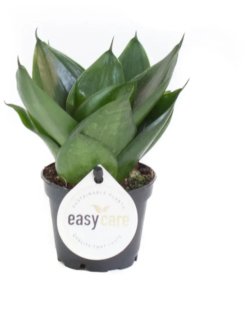 Easy Rastliny Zelené mini rastliny