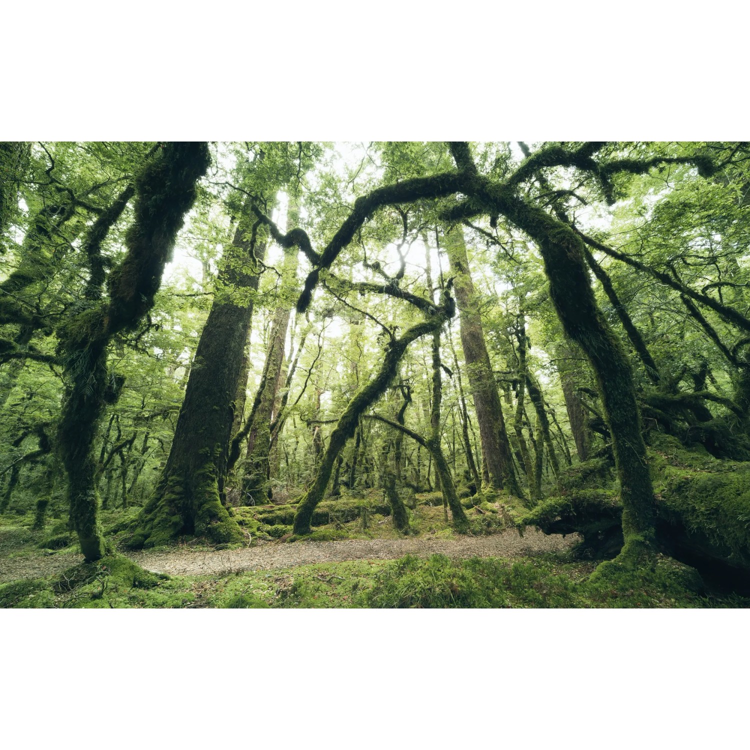 E-shop Komar Vliesová fototapeta Prastarý zelený les, 450 x 280 cm