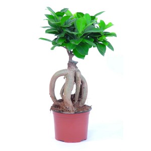 GROW by OBI Ficus Ginseng v kvetináči, cca 12 cm Ø. Izbový bonsaj s výraznými vzdušnými koreňmi a zelenými listami.
