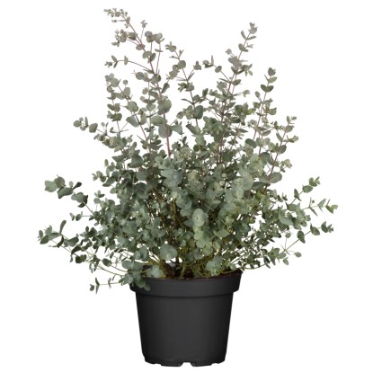 Eukalyptus Gunnov (Eucalyptus gunii) "Azura" cca výška 40-60 cm, pr. 23 cm