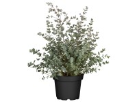 Eukalyptus Gunnov (Eucalyptus gunii) 