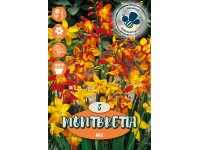 Zmes Monbretia mix 8 ks