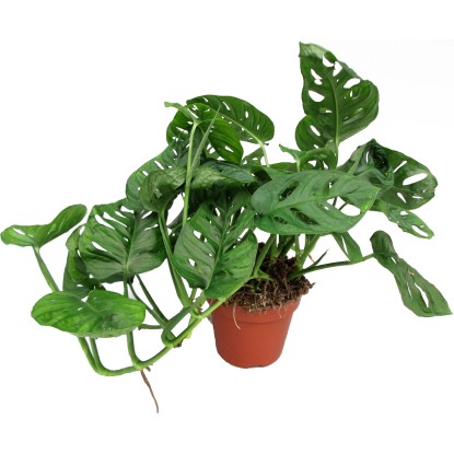 Monstera "Monkey Mask" priemer kvetináča cca 17 cm Monstera adansonii