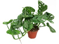Monstera 