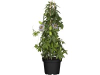 Landgard Mučenka belasá (Passiflora caerulea) modro-biela výška 60-80cm pr. 19cm