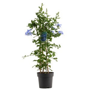 Kvitnúca olovnica kapská v kvetináči, výška cca 70 cm. Modré kvety, zelené listy. Ideálne ako črepníková rastlina.