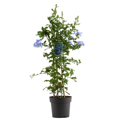 GROW by OBI Olovník uškatý (Plumbago auriculata) modrý výška 70 cm