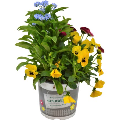 Kombinácia troch jarných kvetín rôzne farby priemer kvetináča cca 13 cm