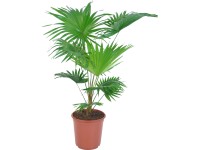 Livistona priemer kvetináča cca 17 cm