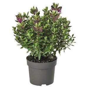 Hebe andersonii v kvetináči, výška cca 40 cm, tmavozelené listy a fialové kvety.