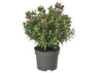 Hebe Andersonova (Hebe andersonii) tmavo zelená 40 cm, pr. 23 cm Hebe Andersonova (Hebe andersonii) tmavo zelená 40 cm, pr. 23 cm