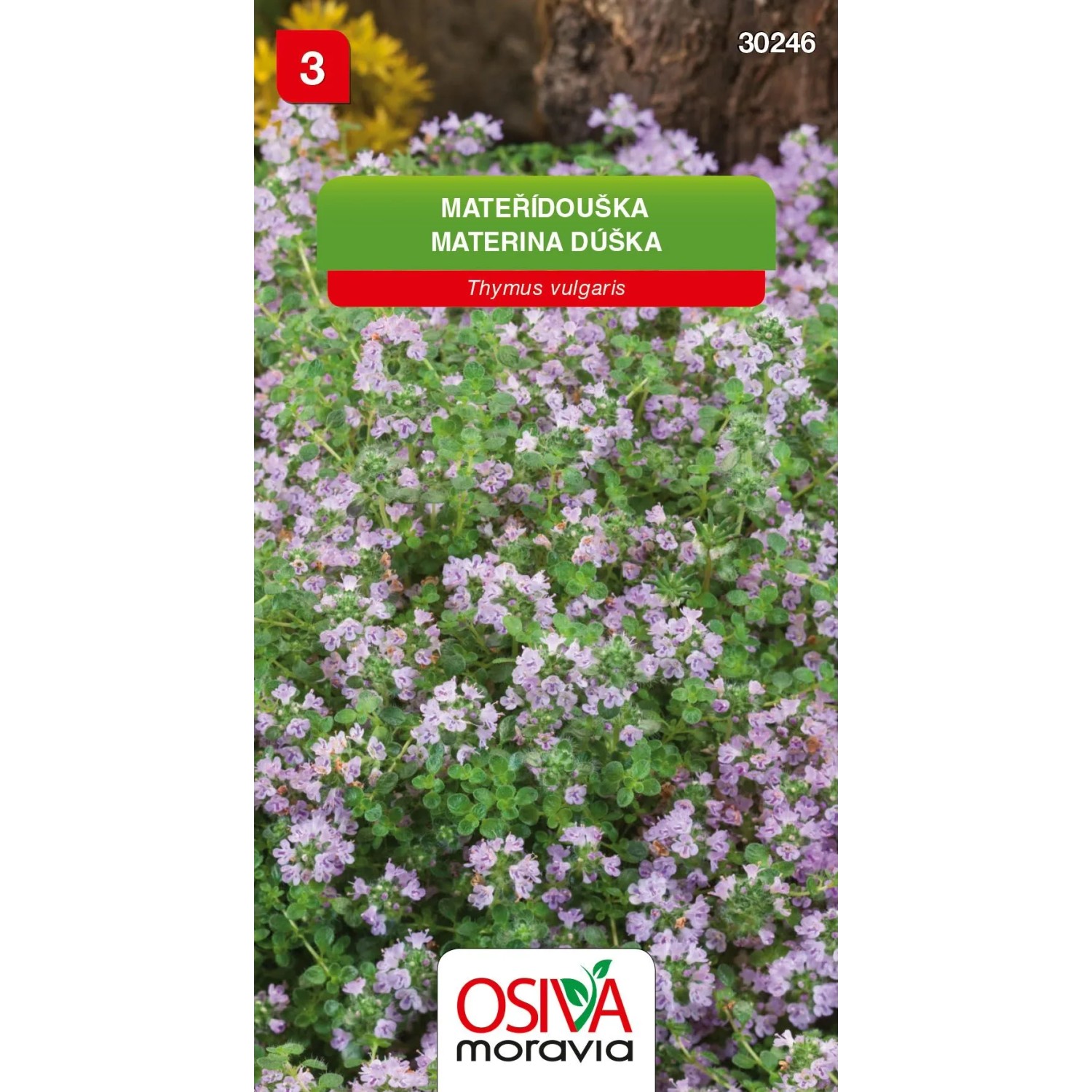 E-shop Osiva Moravia Semienka Materina dúška (Thymus vulgaris)