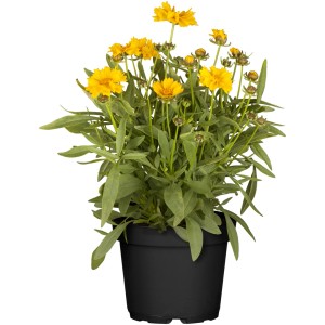 Žltá Coreopsis grandiflora v kvetináči, farebná záhonová a črepníková rastlina.