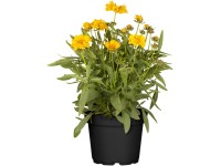 GROW by OBI Krásnoočko žlté/zlaté (Coreopsis Grandiflora) 30-60 cm, pr. 12 cm
