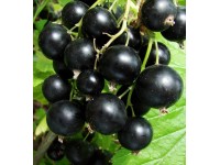 Ríbezľa čierna (Ribes nigrum), kvetináč cca 2 l