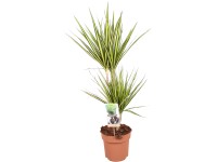 GROW by OBI Dracéna Sunray (Dracaena marginata), výška až 75 cm, pr. kv. 17 cm