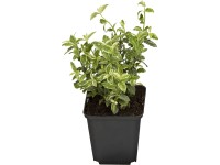 GROW by OBI Bršlen Fortuneov (Euonymus fortunei) 