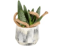 Aranžmán s aloe priemer kvetináča cca 13 cm