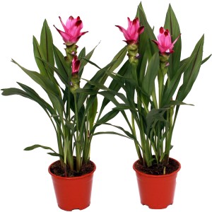 Dve ružovo-červené rastliny indického šafranu (Curcuma) v kvetináči, exotické kvitnúce rastliny pre interiér a záhradu.