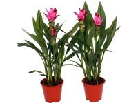 GROW by OBI Kurkuma ružová 