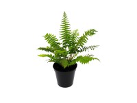 Royal Lemkes Papradia rôzne druhy pr. cca 11 cm