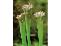 OBI Saracénia (Sarracenia x farhamii) červená, pr. kvetináča cca 9 cm
