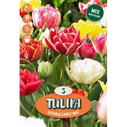 Plný raný tulipán "Mix"