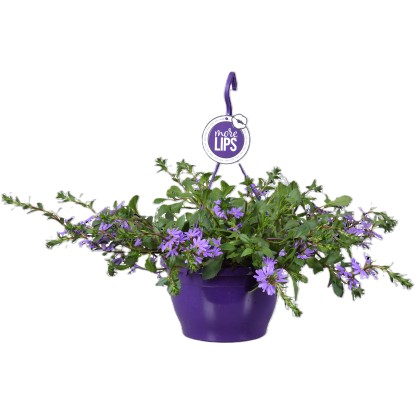 Vejárovka (Scaevola) v závesnom kvetináči rôznej farby pr. kvetináča 25 cm