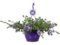 Vejárovka (Scaevola) v závesnom kvetináči rôznej farby pr. kvetináča 25 cm