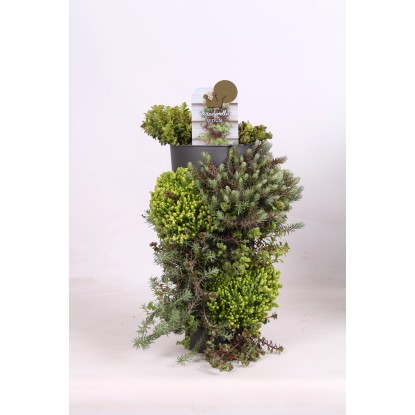 Rozchodník (Sedum hybrid), záves, výška 45-50 cm, pr. 15 cm