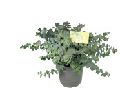 GROW by OBI Eukalyptus cinerea (Eucalyptus cinera) Silver Dollar výška 80-100cm