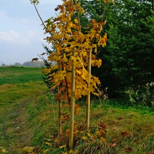 Strom so žltými listami podopretý tlakovo impregnovanými kolíkmi (Ø 6 cm x 150 cm).