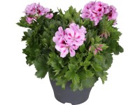 Muškát veľkokvetý 