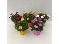 Africká sedmokráska priemer kvetináča cca 14 cm Osteospermum