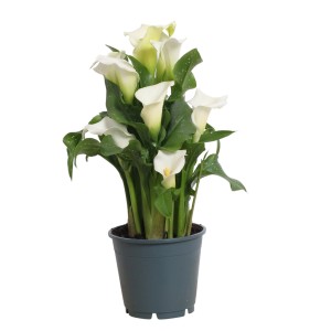Kala (Zantedeschia) s bielymi kvetmi v kvetináči, výška cca 30-50 cm.