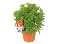 GROW by OBI Margaréta veľkokvetá (Lucanthemum maximum) biela cca 60 cm