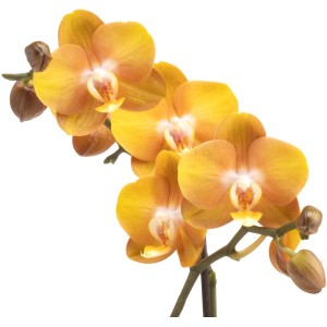 Motýlia orchidea 'Las Vegas' od GROW by OBI, oranžové kvety, priemer kvetináča 12 cm.