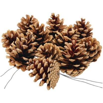 Star Home Decor Jedľové šišky, suchá väzba, 5-8 cm, 5 ks