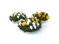 Violka rohatá (Viola hybrid) Duo Bowl v zinkovom kvetináči, pr. kv. cca 29 cm