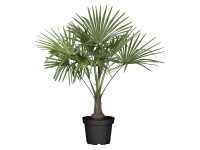 GROW by OBI Konopná Palma (Trachycarpus fortunei), 120-140 cm, pr. kv. cca 34 cm