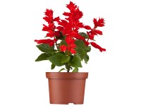 Šalvia ananásová Pino kvetináč cca 12 cm