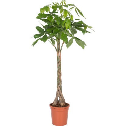 Pachira vodná kvetináč priemer cca 31 cm